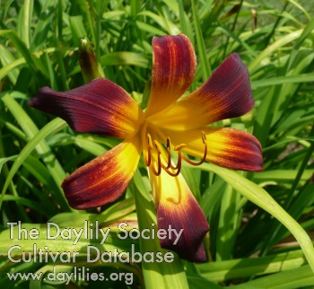 Daylily Royal Ensign